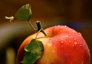 jablčko - farenosť rôznorodá 